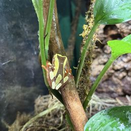 Clown frog