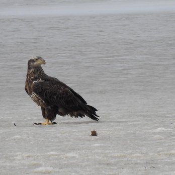 Mason Neck State Park - Immature Bald Eagle on the ice. - Parks Near Me - Lorton, Virginia
