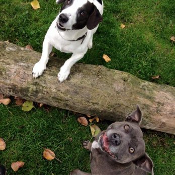 Daws Heath Kennels - Pet Sitting Near Me - Rayleigh, ESS Daws Heath Kennels - Pet Sitting Near Me - Rayleigh, ESS