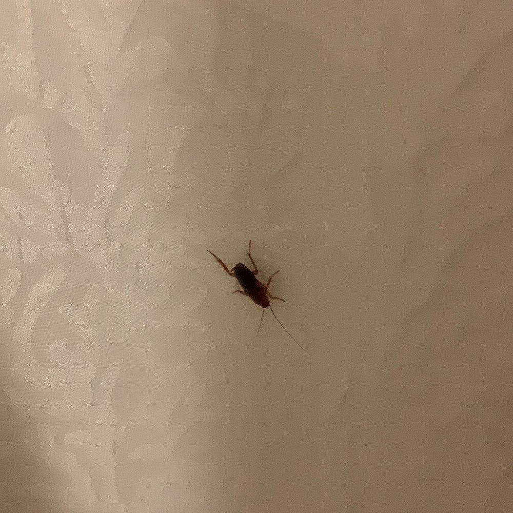 Cockroach in the bathroom. Nothing like a hot shower after a nice hike... Cockroach in the bathroom. Nothing like a hot shower after a nice hike...