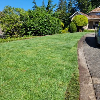 Vega's Tree Service - Tree Services Near Me