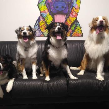 Dogworxx - Group shot! - Pet Sitting Near Me - Tacoma, Washington Dogworxx - Group shot! - Pet Sitting Near Me - Tacoma, Washington