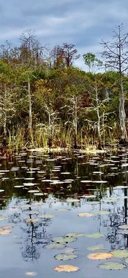 Okefenokee Adventures by null