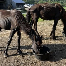 Friesians of Majesty - Malnourished horses