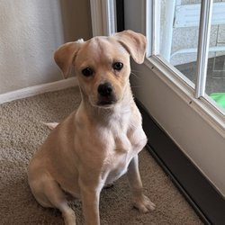 Pet Supply - I don't have a picture of inside the store yet so here is Kobie-Star my puppy that loves shopping here .