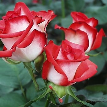 Sunshine Flowers - Florists Near Me - Albuquerque, New Mexico