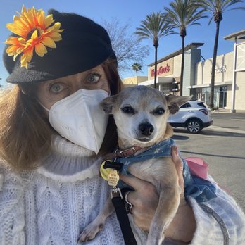 French's Pastry Bakery - This is the little puppy that I was happy not to bring in to the store, but we did not deserve to be yelled at and treated rudely. - Desserts Near Me - Orange, California