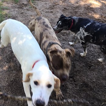 Squirrel Ridge Park - Bama socializing with the boys. - Parks Near Me - Gainesville, Florida