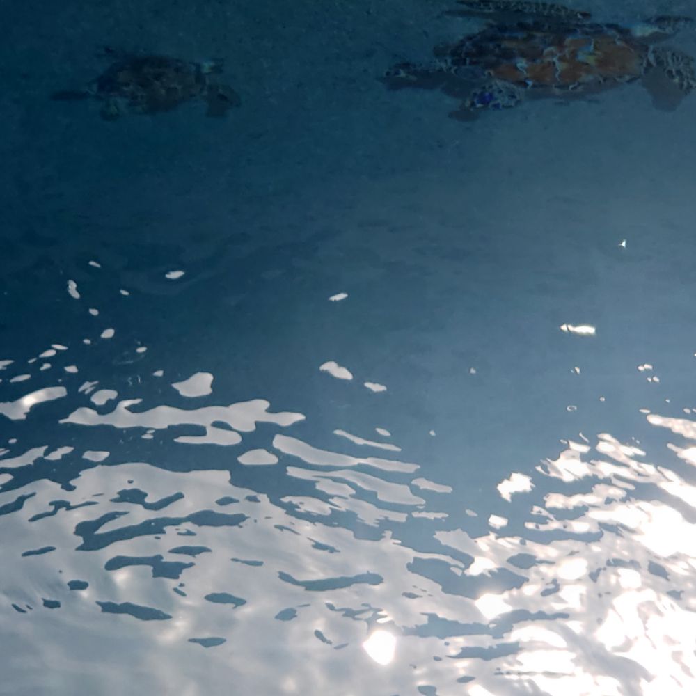 Integrity Landscapes - Turtles Mosaics - Landscaping Near Me - Buckeye, Arizona