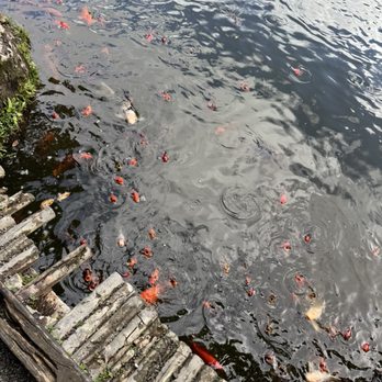 Byodo-In Temple - Koi fishes - Buddhist Temples Near Me - Kaneohe, Hawaii