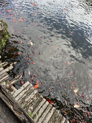 Valley of the Temples Memorial Park, Cemetery, Cremation, Funeral by null