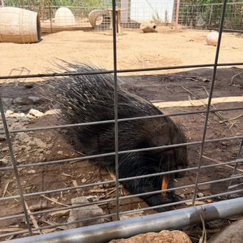 Ghost Ranch Exotics and Funny Foot Farm - Attraction Farms Near Me - Marana, Arizona Ghost Ranch Exotics and Funny Foot Farm - Attraction Farms Near Me - Marana, Arizona