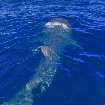 Mexico Whale Shark - Whale Watching Tours Near Me - Cancún, ROO