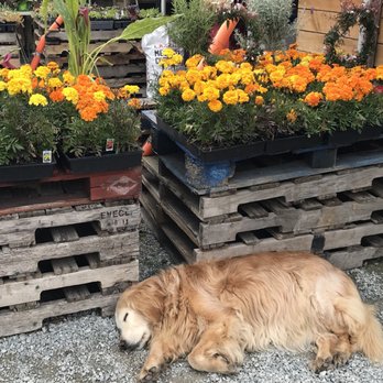Mossyback Farm - Happy Yellow Dog - Fruits & Veggies Near Me - Stanwood, Washington Mossyback Farm - Happy Yellow Dog - Fruits & Veggies Near Me - Stanwood, Washington