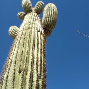 Caballo Loco Ranch - RV Parks Near Me - Tucson, Arizona