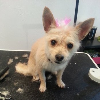 Praise the Paw - Pet Groomers Near Me - Denver, Colorado