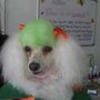 Photo of Dog Gone Pretty