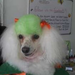 Dog Gone Pretty - we are ready for Easter!!