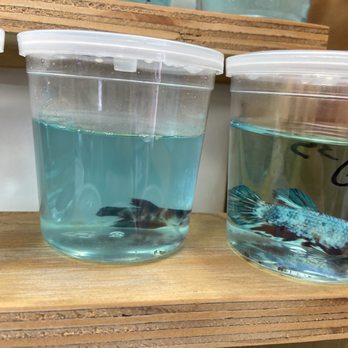 Reef Tropical Fish - Weak tired betta looked like it was slowing dying - Local Fish Stores Near Me - Anaheim, California Reef Tropical Fish - Weak tired betta looked like it was slowing dying - Local Fish Stores Near Me - Anaheim, California