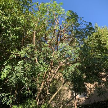 Pena Tree Service - Tree in center was trimmed - Tree Services Near Me Pena Tree Service - Tree in center was trimmed - Tree Services Near Me