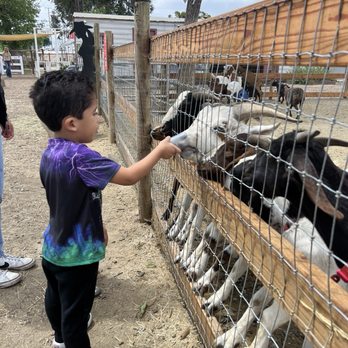 Barnyard Buddies - goat feeding - Petting Zoos Near Me - Lakewood, California Barnyard Buddies - goat feeding - Petting Zoos Near Me - Lakewood, California