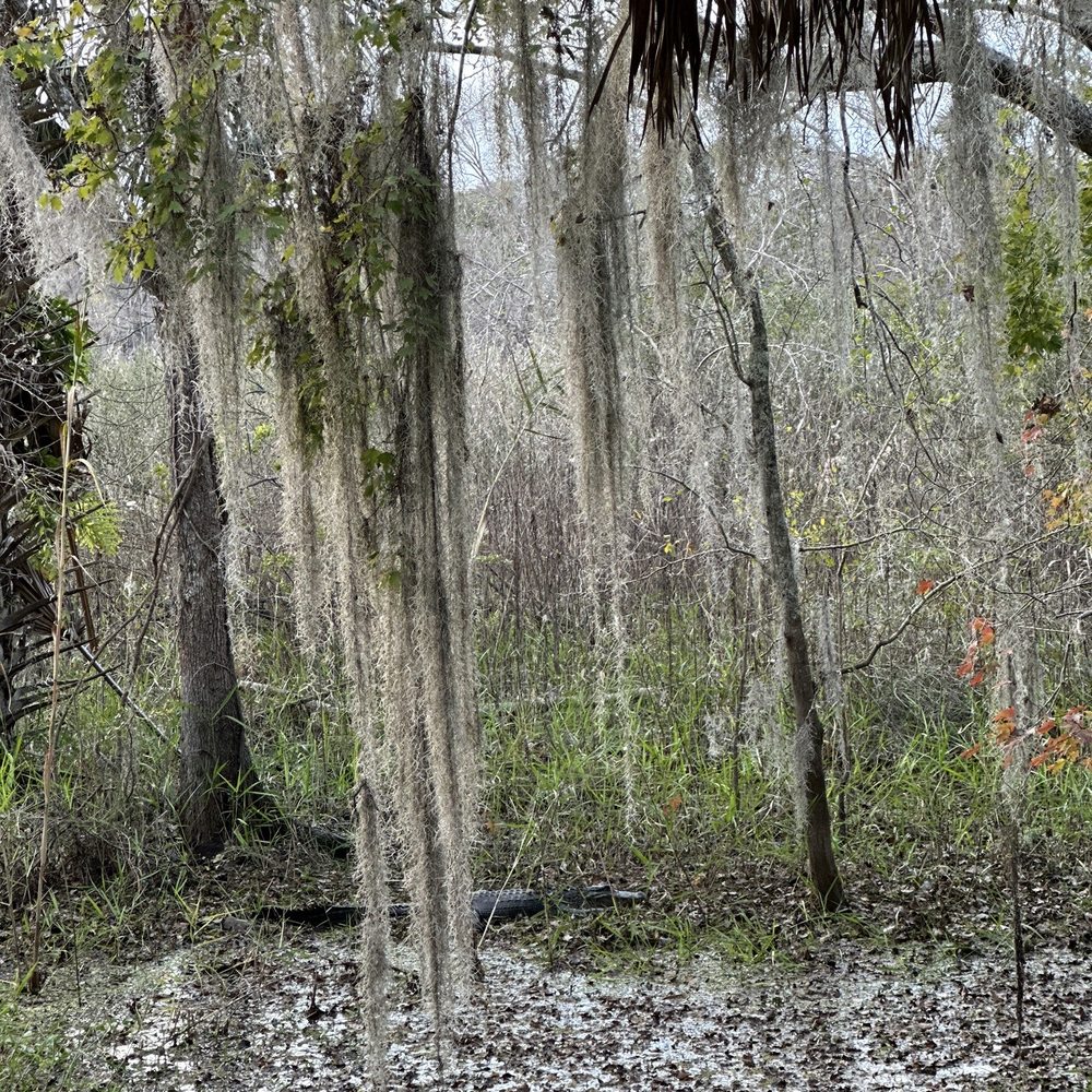 Black Bear Wilderness Area - Hiking Near Me - Sanford, Florida