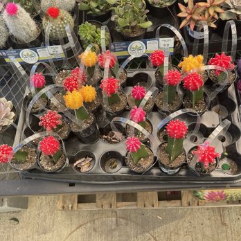 Lowe's Home Improvement - Cacti - Hardware Stores Near Me - Mobile, Alabama