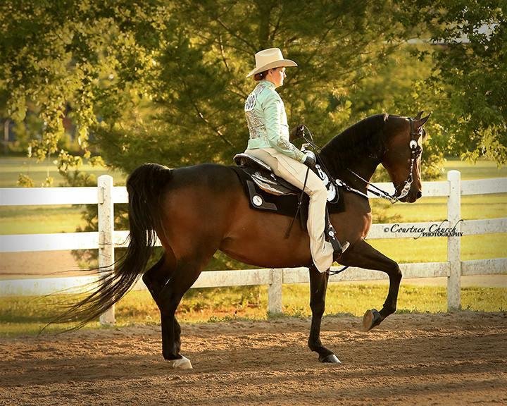 Equestrian Elite - equestrian in Oberlin, OH