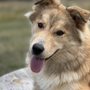 Photo of Dog Dynamix