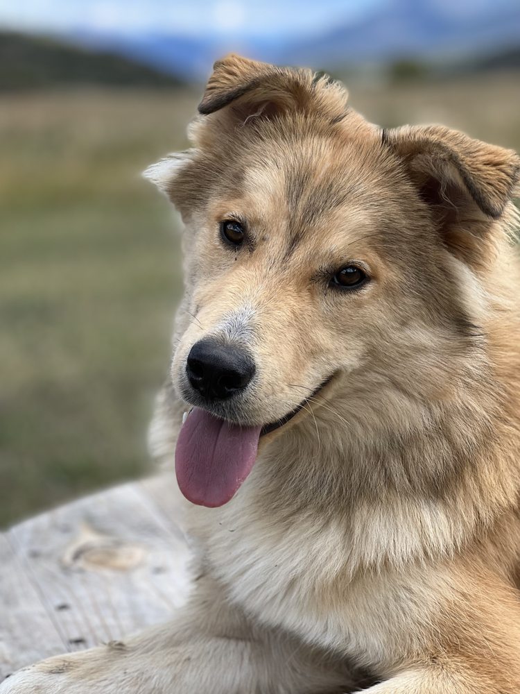 Dog Dynamix - pet boarding facility in Denver, CO