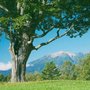 Photo of Falls Tree Service