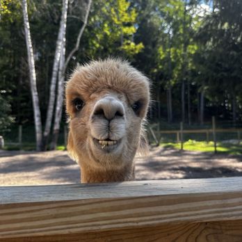 Crystal Lake Alpacas - Accessories Near Me - Frankfort, Michigan