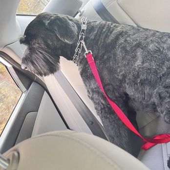 Rollypups Pet Grooming - Giant Schnauzer after his cut. - Pet Groomers Near Me - Rochelle Park, New Jersey Rollypups Pet Grooming - Giant Schnauzer after his cut. - Pet Groomers Near Me - Rochelle Park, New Jersey