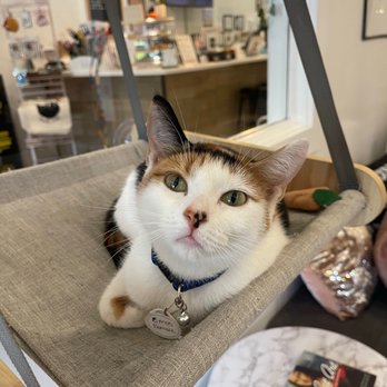 Pounce Cat Cafe - Themed Cafes Near Me - Savannah, Georgia Pounce Cat Cafe - Themed Cafes Near Me - Savannah, Georgia