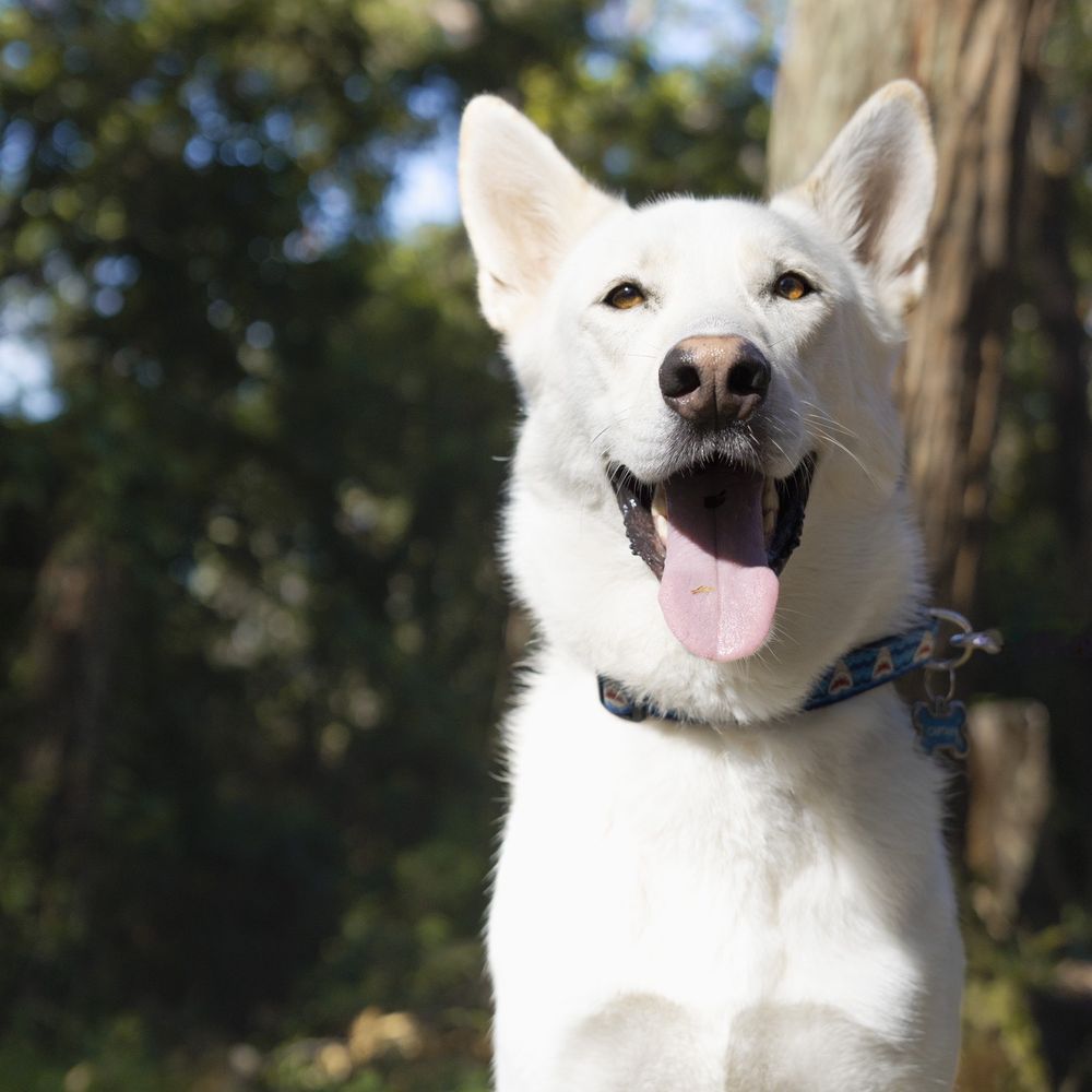 Paws for Portraits - Pet Photography Near Me Paws for Portraits - Pet Photography Near Me