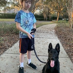 K-9 Specialists - My 5 month old German Shepherd Zeus! He's absolutely beautiful.