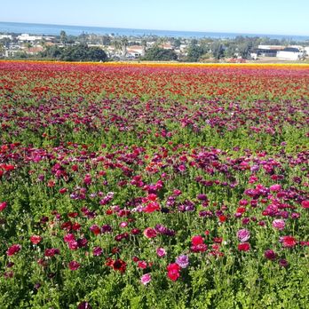 The Flower Fields - Venues & Event Spaces Near Me - Carlsbad, California