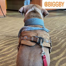 BIGGBY COFFEE - Ludo from Ypsilanti