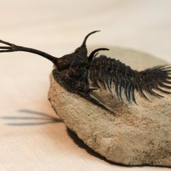 Box Elder Museum of Natural History - Wassierops trifurcatus, one of the hundreds of trilobites viewable at the Museum.