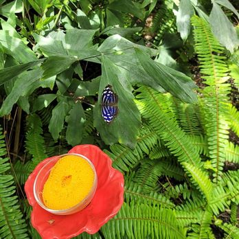 Butterfly Pavilion - Museums Near Me - Westminster, Colorado
