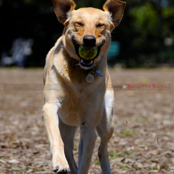 Brigitte Bard Holistic Dog Training - Happy Roscolino, always smiling :) Photo by Brigitte Bard - Pet Training Near Me Brigitte Bard Holistic Dog Training - Happy Roscolino, always smiling :) Photo by Brigitte Bard - Pet Training Near Me