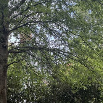 The Duke Mansion - Majestic trees - Bed & Breakfast Near Me - Charlotte, North Carolina