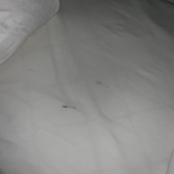Quality Inn - Nasty Sheets! - Hotels Near Me - Conway, South Carolina Quality Inn - Nasty Sheets! - Hotels Near Me - Conway, South Carolina