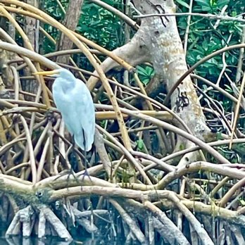 Florida Keys Aquarium Encounters - Egret in Mangroves - Aquariums Near Me - Marathon, Florida Florida Keys Aquarium Encounters - Egret in Mangroves - Aquariums Near Me - Marathon, Florida