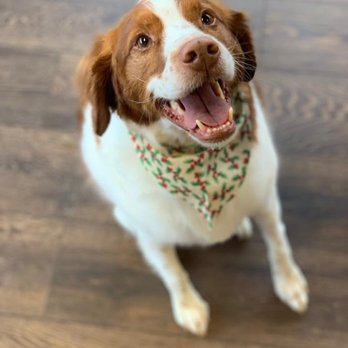Fetch on Franklin - Sweetest little guy - Pet Groomers Near Me - Evansville, Indiana