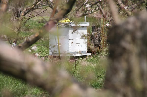 Curtis Orchard & Pumpkin Patch by null