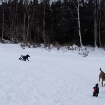 Connor's Bog - I nicknamed the dog on the left, Ben-Hur. - Dog Parks Near Me - Anchorage, Alaska