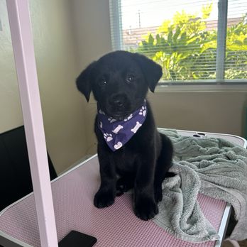 Snazzy Pooch Grooming - Made my little prince look 10x adorable - Pet Groomers Near Me Snazzy Pooch Grooming - Made my little prince look 10x adorable - Pet Groomers Near Me