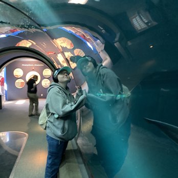 Oregon Coast Aquarium - Shark tunnel - great for all ages - Aquariums Near Me - Newport, Oregon Oregon Coast Aquarium - Shark tunnel - great for all ages - Aquariums Near Me - Newport, Oregon