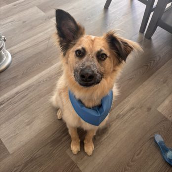 Lovies Mobile Pet Spa - Bodi all clean and handsome. - Pet Groomers Near Me Lovies Mobile Pet Spa - Bodi all clean and handsome. - Pet Groomers Near Me
